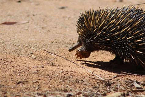 Echidna mating season begins with 'trains' of male suitors following ...