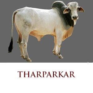 Tharparkar – Pure Indian Cow Breed - Save Indian Cows | Save Cows ...