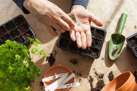 Gardener Has Brilliant Hack for Germinating Seeds