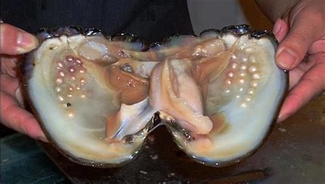 Giant oyster with many pearls. | Air / Land / Sea | Pinterest