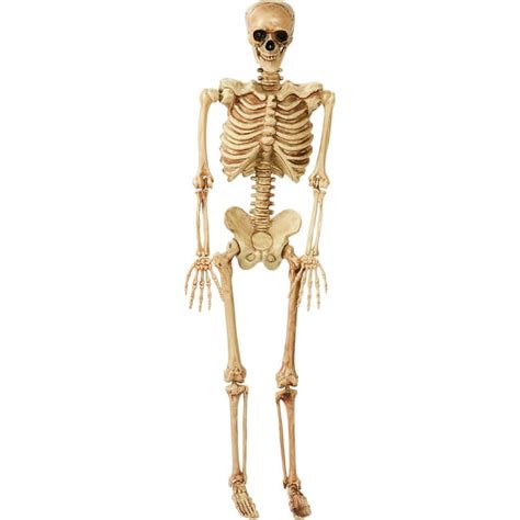 5 feet 5' Poseable Lifesize Plastic Skeleton Halloween Prop Decoration ...