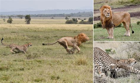 Cheetah Vs Lion Fight