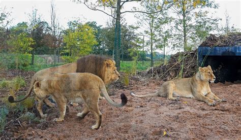 Inside Chester Zoo's new lion habitat - Manchester Evening News