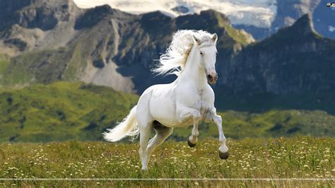 Horses Wallpaper 29