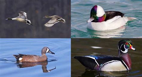 5 Tips for Amazing Waterfowl Photography - Bird Photography Life