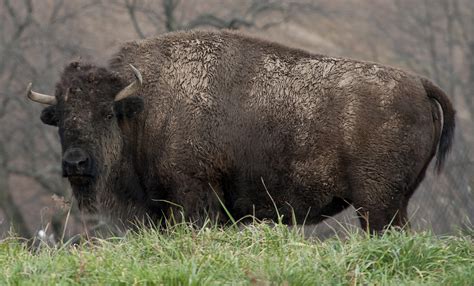 About Buffalo Animal : Bison Buffalo Is A Huge Animal With A Shoulder ...