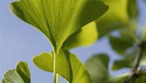 How to Propagate Ginkgo. Ginkgo biloba, also called the maidenhair tree ...