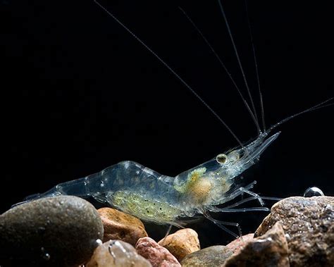 Glass Shrimp (Palaemonetes paludosus)