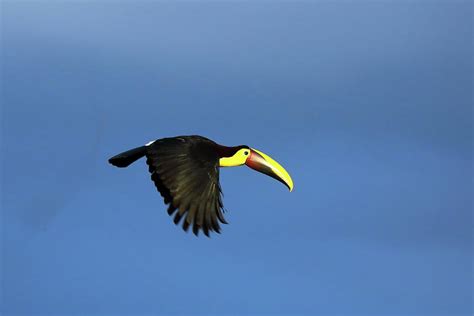 Yellow-throated Toucan in flight Photograph by Alex Nikitsin - Fine Art ...