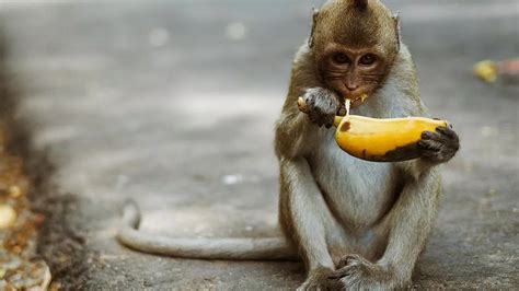 Zoo monkeys banned from eating BANANAS because they are too 'unhealthy ...