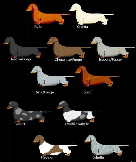 Dachshund Colour Chart | Perros salcichas, Perros sabuesos, Razas de perros