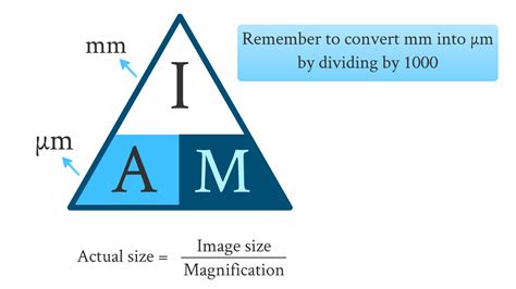 Magnification Formula Biology