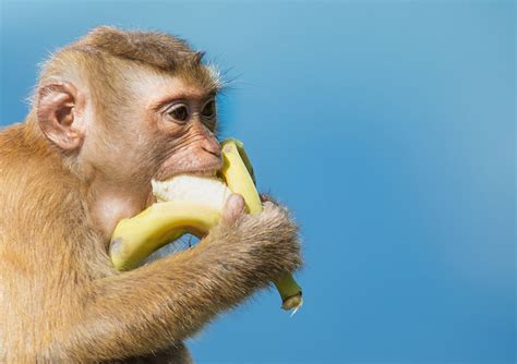 Why Do Monkeys Love Bananas? | Wonderopolis