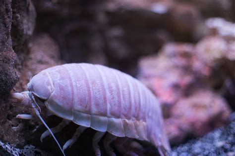 Giant Isopod - The Living Planet Aquarium