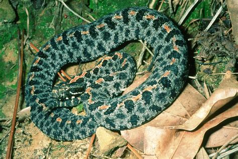 Pygmy Rattlesnake | Pygmy rattlesnake - VENOMOUS, native Onl… | Flickr