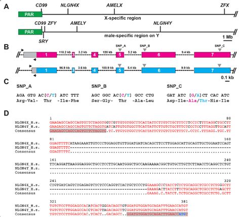 NLGN4X/Y gene overview and assay location. a Schematic encompassing the ...