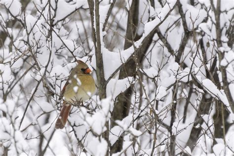 Bird Photography Tips | 10 "Rules" of Bird Photography