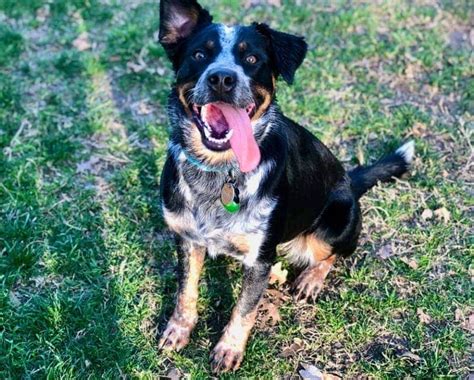 Blue Heeler Aussie Mix Puppies