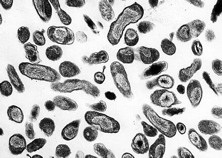 Pleomorphism (microbiology) - Wikipedia