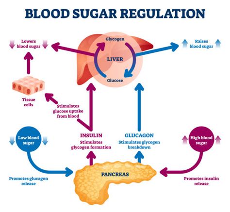 550+ Pancreas Insulin Stock Illustrations, Royalty-Free Vector Graphics ...