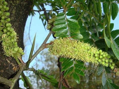 Gleditsia triacanthos - Honey Locust