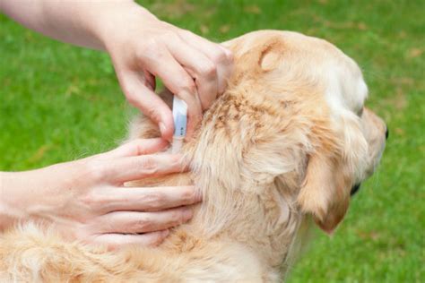 What Do Flea Bites Look Like on Dogs? – American Kennel Club