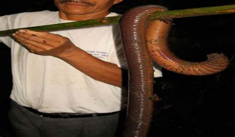 Photo Purports to Show Giant Worm-like Creature | OutdoorHub