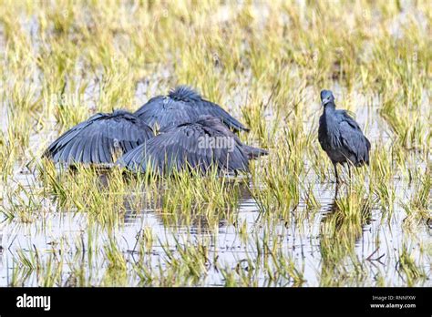 Black Herons, Egretta ardesiaca, aka black egret, hunting by creating ...