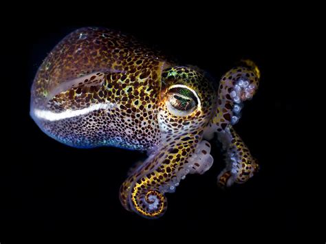 Photos of the Luminous Bobtail Squid | Sea creatures, Underwater ...