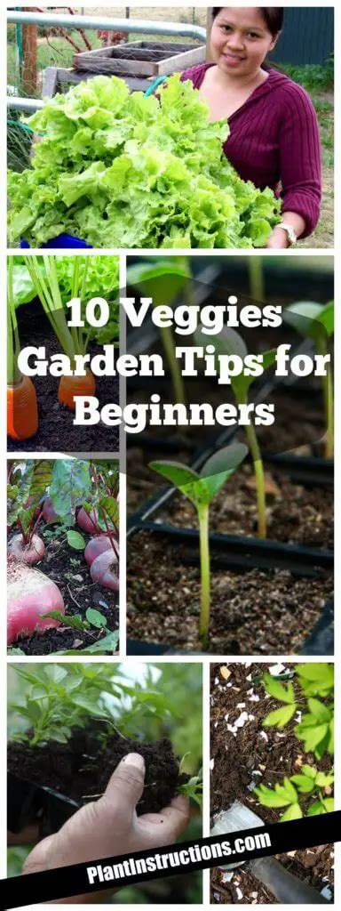 10 Vegetable Garden Tips You Need to Know Right Now! - Plant Instructions