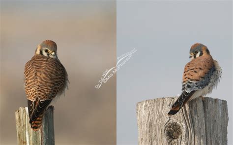 Female and Male American Kestrel Comparison - On The Wing Photography