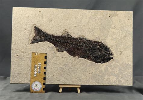 Outstanding Fossil fish ( 32 cm !!) - Museum quality - With - Catawiki