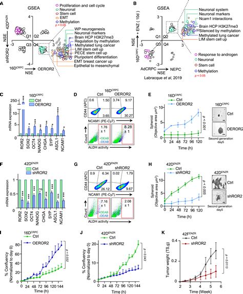 ASCL1 is activated downstream of the ROR2/CREB signaling pathway to ...