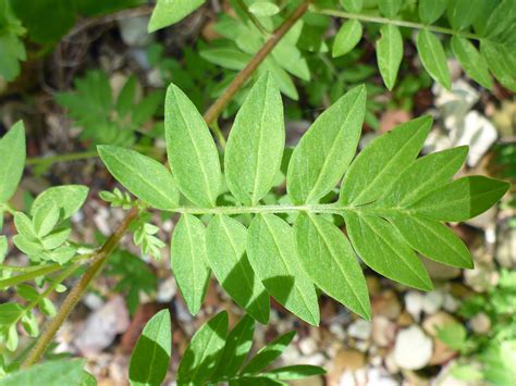 Pinnate leaf - photos of Polemonium Foliosissimum, Polemoniaceae