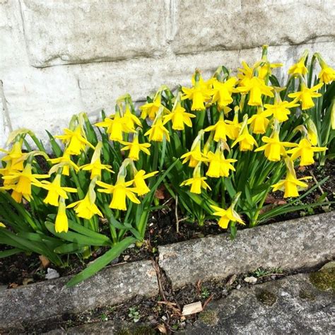 Miniature daffodils Daffodils, Miniatures, Gardening, Plants, Lawn And ...