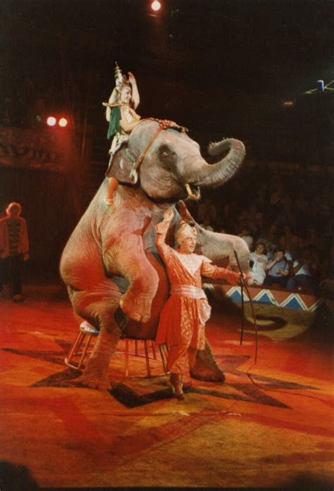 A friend of the Circus: Peter Jay's Hippodrome Circus, Great Yarmouth ...