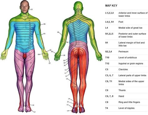 Pin on Occupational Therapy