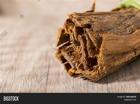 Bark Medicinal Plant Image & Photo (Free Trial) | Bigstock