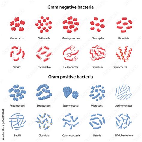 Gram Negative Cocci Bacteria