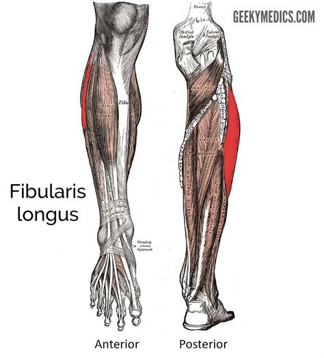 Muscles of the Lower Leg | Anatomy | Geeky Medics