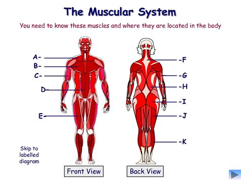 Muscular System Without Labels - koibana.info | Muscular system for ...