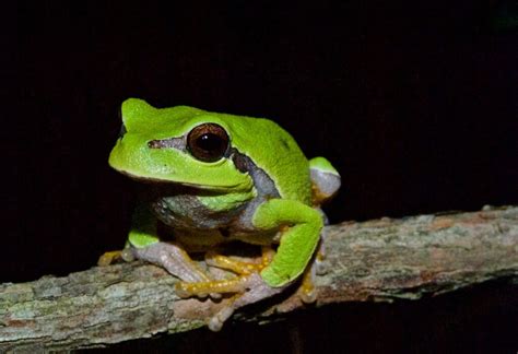 Summer Frogs - Protecting the New Jersey Pinelands and Pine Barrens ...