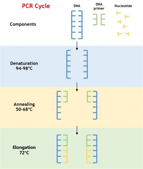 Conventional PCR Clinisciences