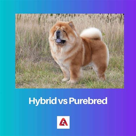 Hybrid vs Purebred: Difference and Comparison