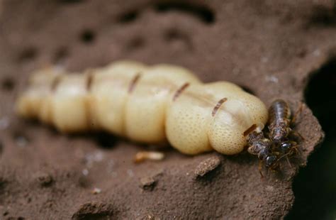 What Do Termites Look Like? Signs of Termite Damage