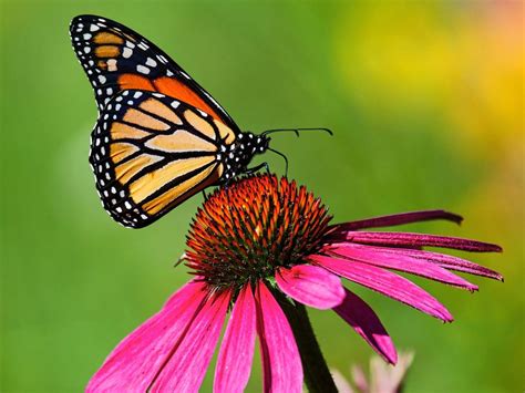 Climate change threatens the beautiful and beloved monarch butterfly ...