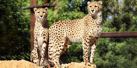 $34.50 – Wildlife World Zoo: Admission thru Spring | Travelzoo