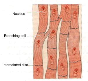 Draw a labelled diagram of the cardiac muscles.