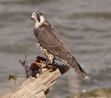 Peregrine Falcon | Audubon Field Guide