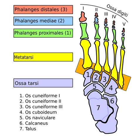 Articulaciones tarsometatarsianas - Tarsometatarsal joints - abcdef.wiki